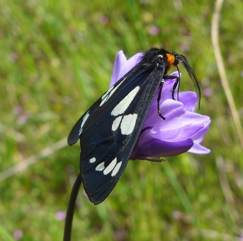 Gnophaela (Gnophaela)