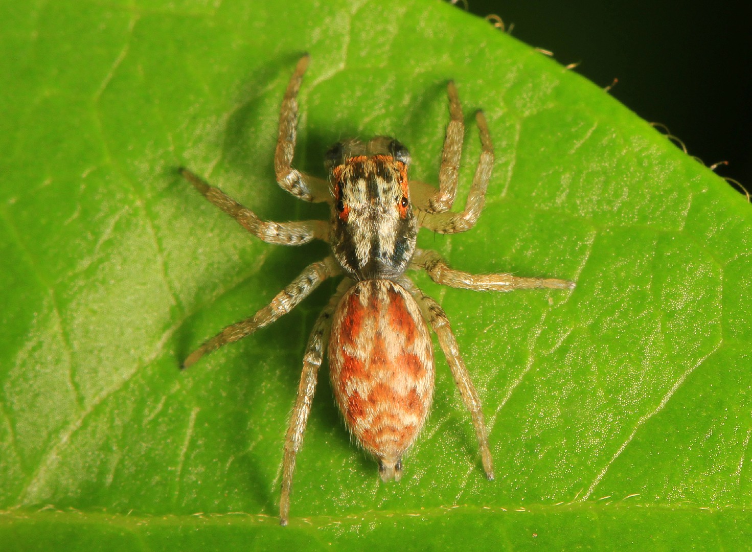 Dimorphic jumping spider (Maevia inclemens)