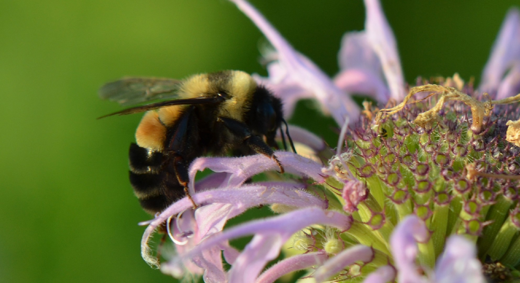 Bombus affinis (Bombus affinis) - Picture Insect