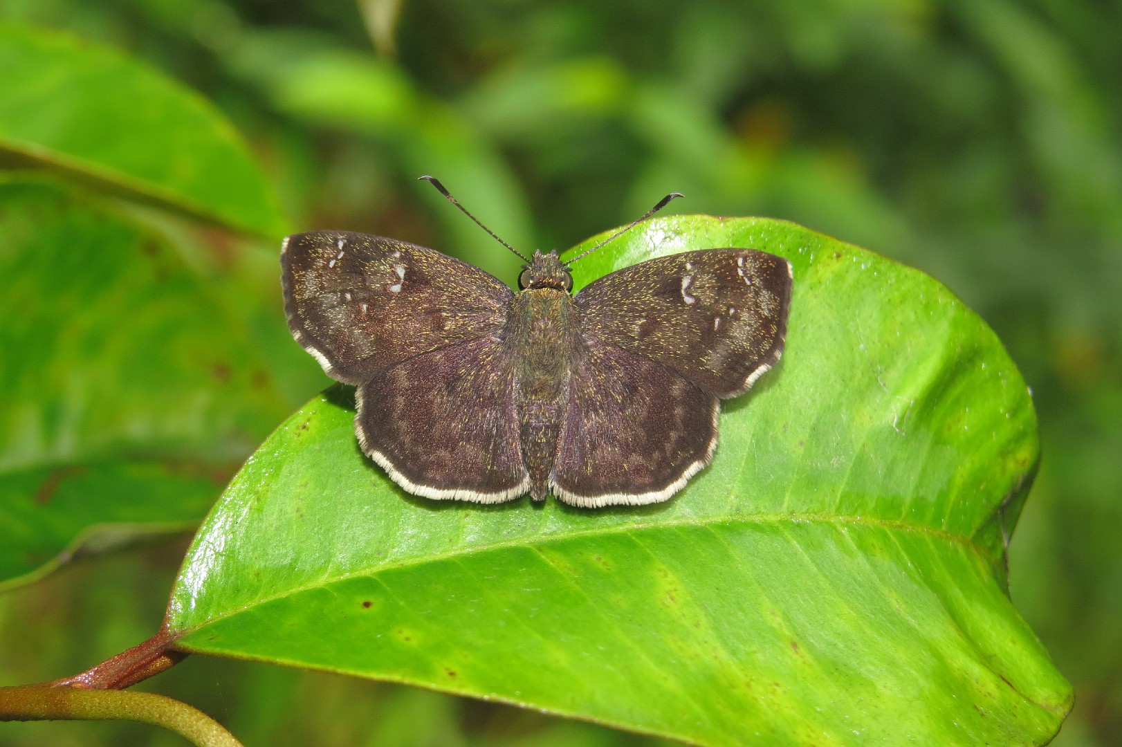 Sarangesa (Sarangesa)