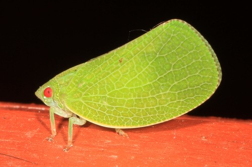 Green cone-headed planthopper (Acanalonia conica)