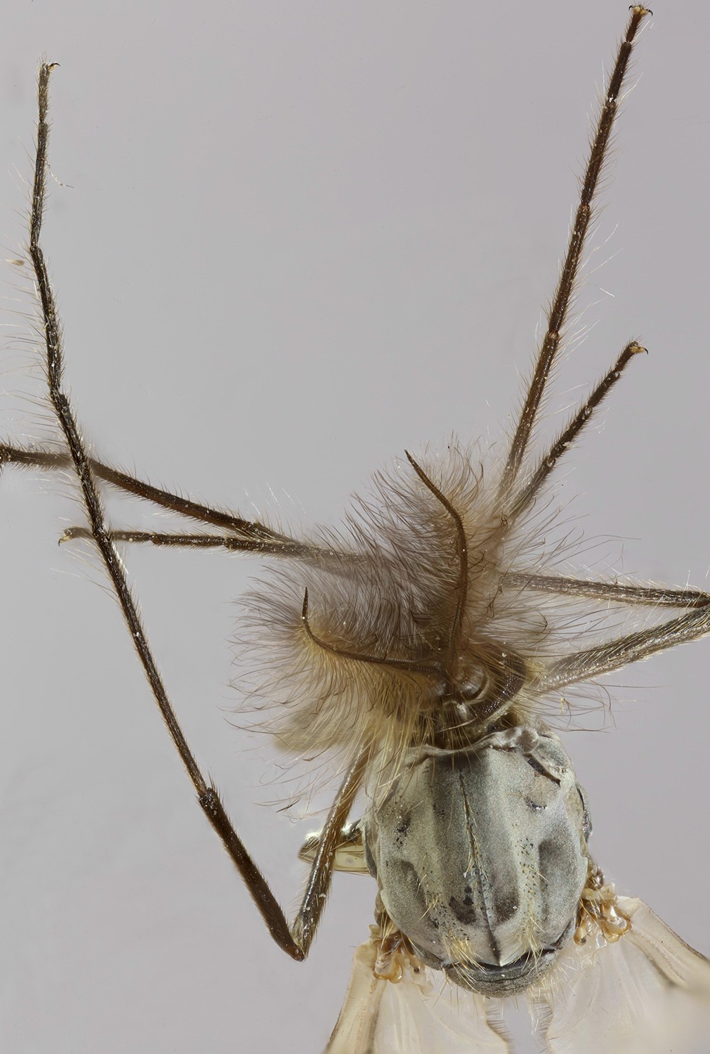 Glyptotendipes (Glyptotendipes)