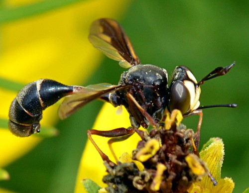 Physocephala (Physocephala)