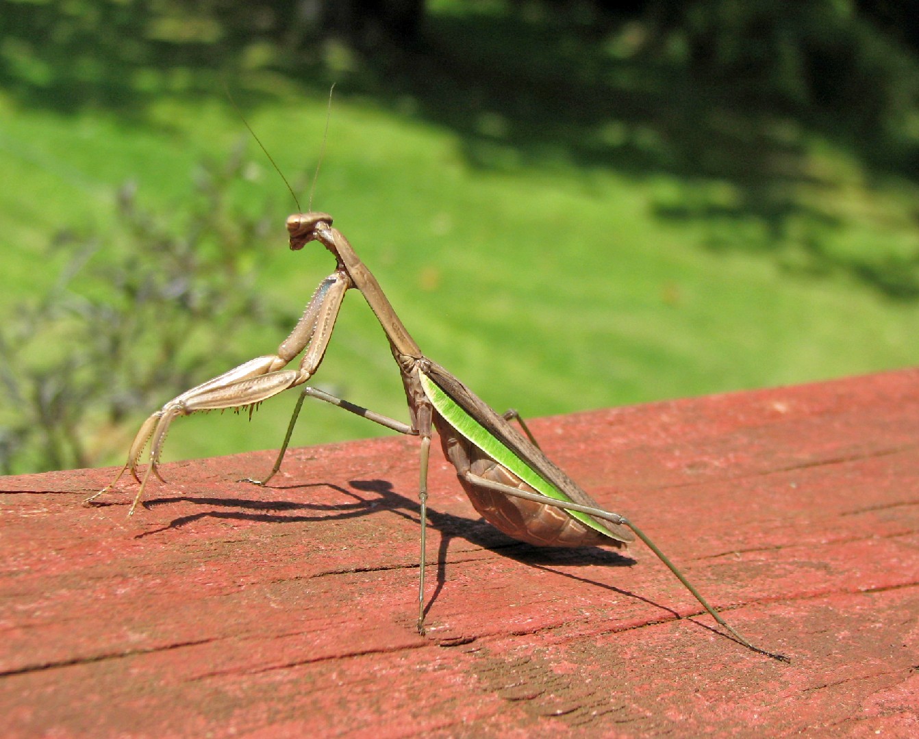 Tenodera sinensis (Tenodera sinensis) - Picture Insect