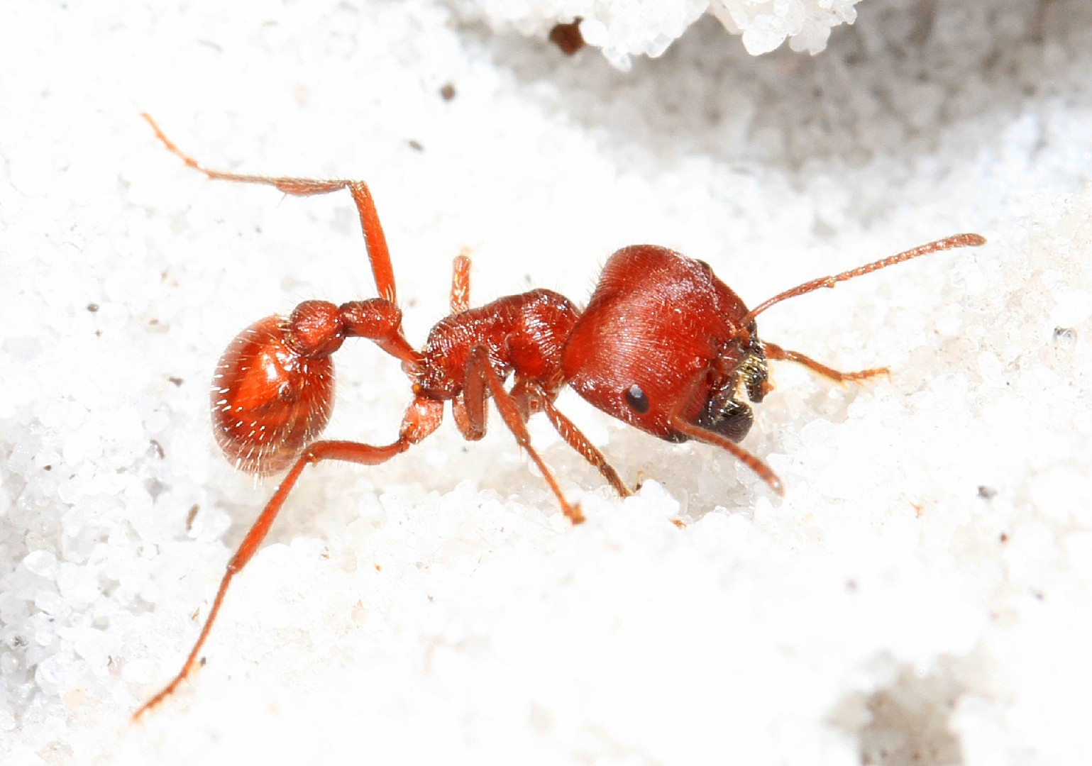 Pogonomyrmex badius (Pogonomyrmex badius) - Picture Insect