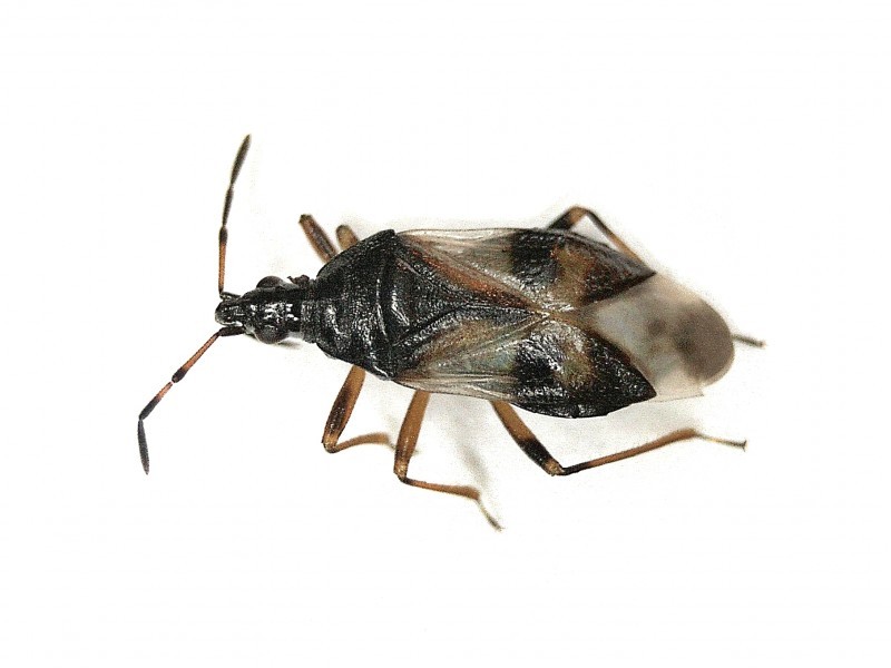 Anthocoris (Anthocoris)