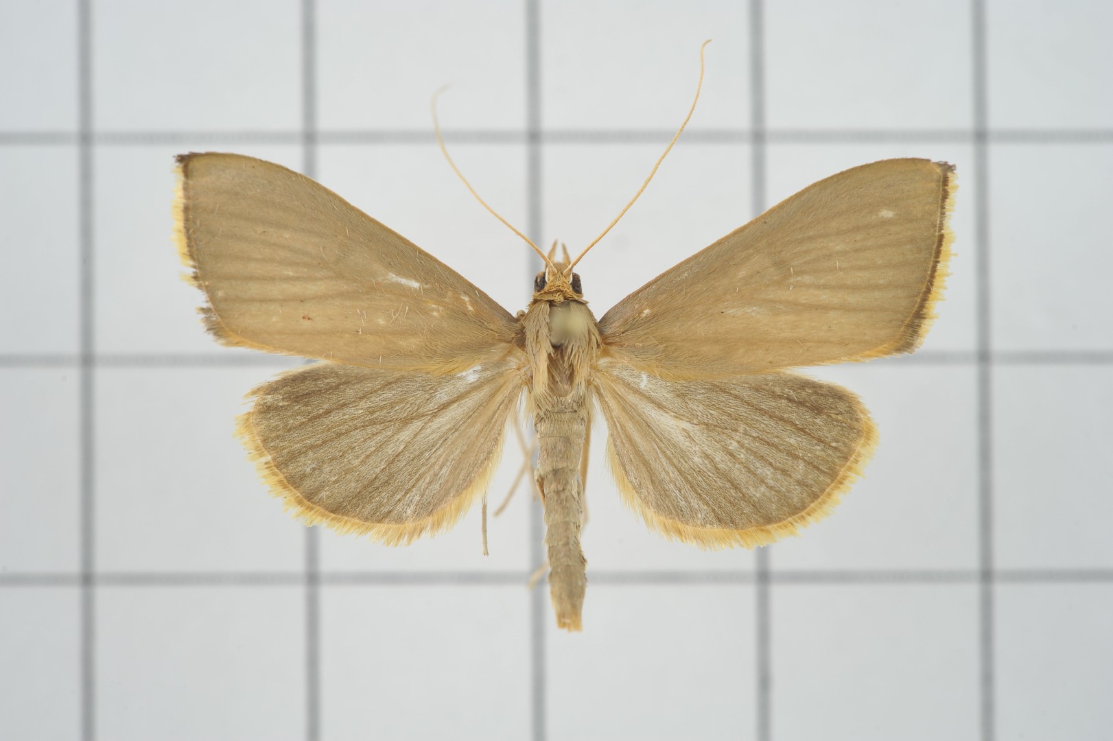 Eumorphobotys (Eumorphobotys)