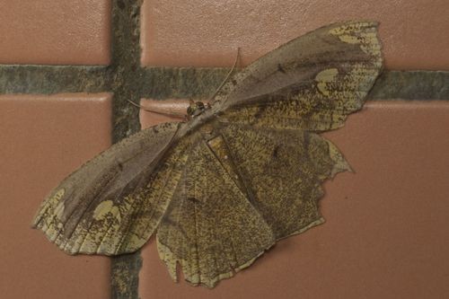 Pareumelea (Pareumelea)