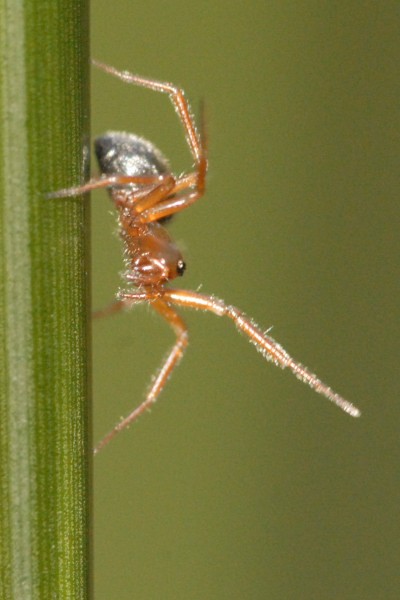 Walckenaeria (Walckenaeria)
