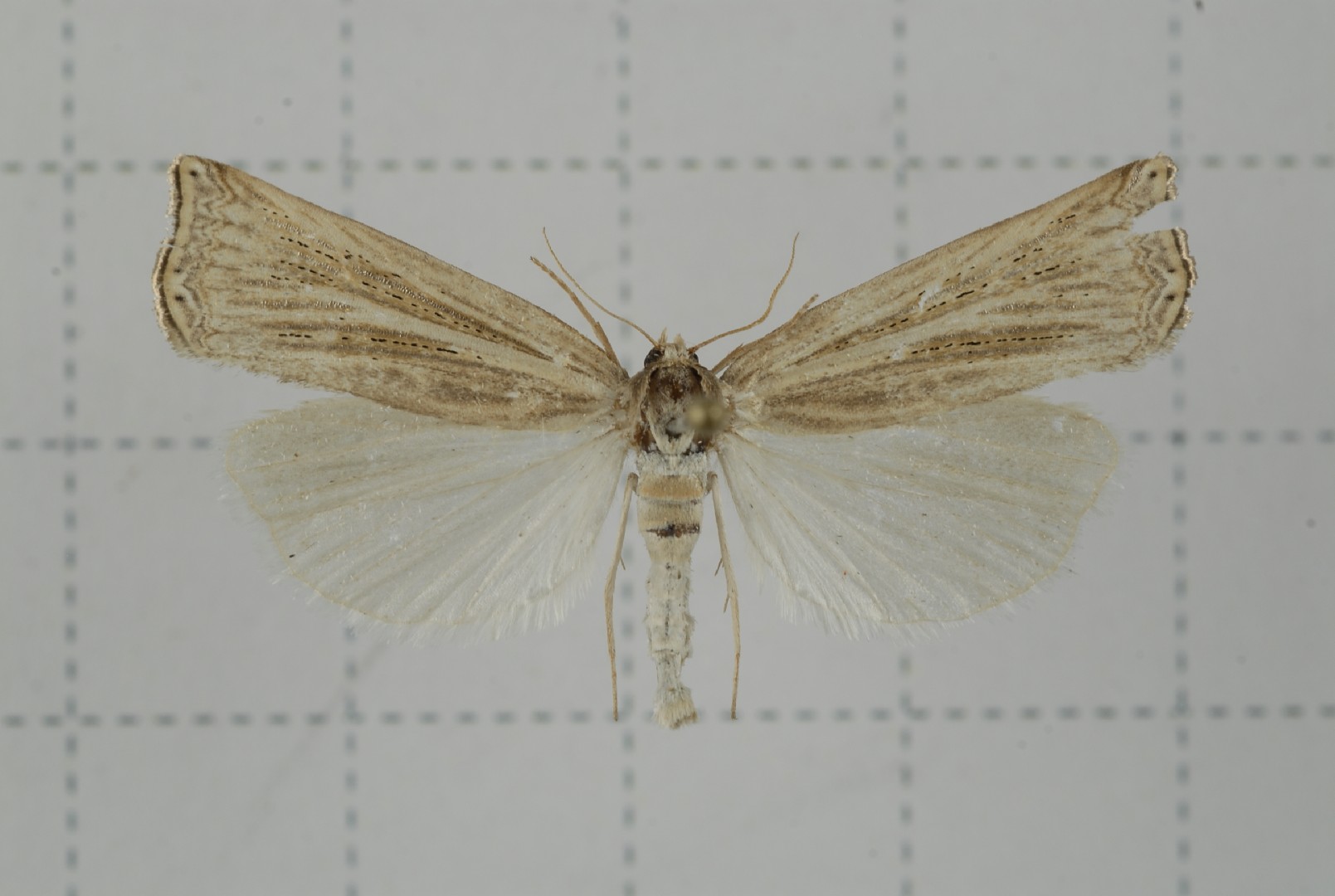 Ancylolomia (Ancylolomia)