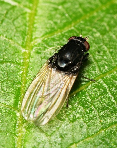 明縞蠅屬 (Minettia)