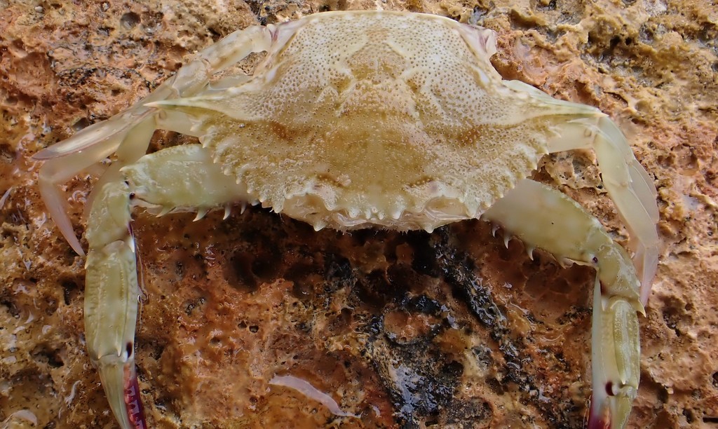 Flower crab