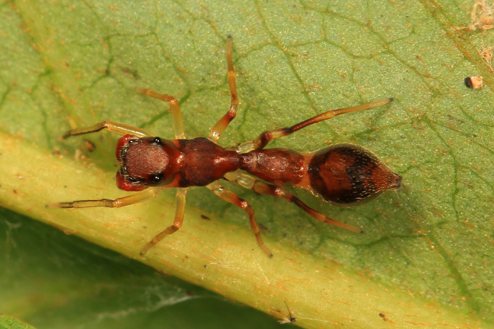 Synemosyna (Synemosyna)