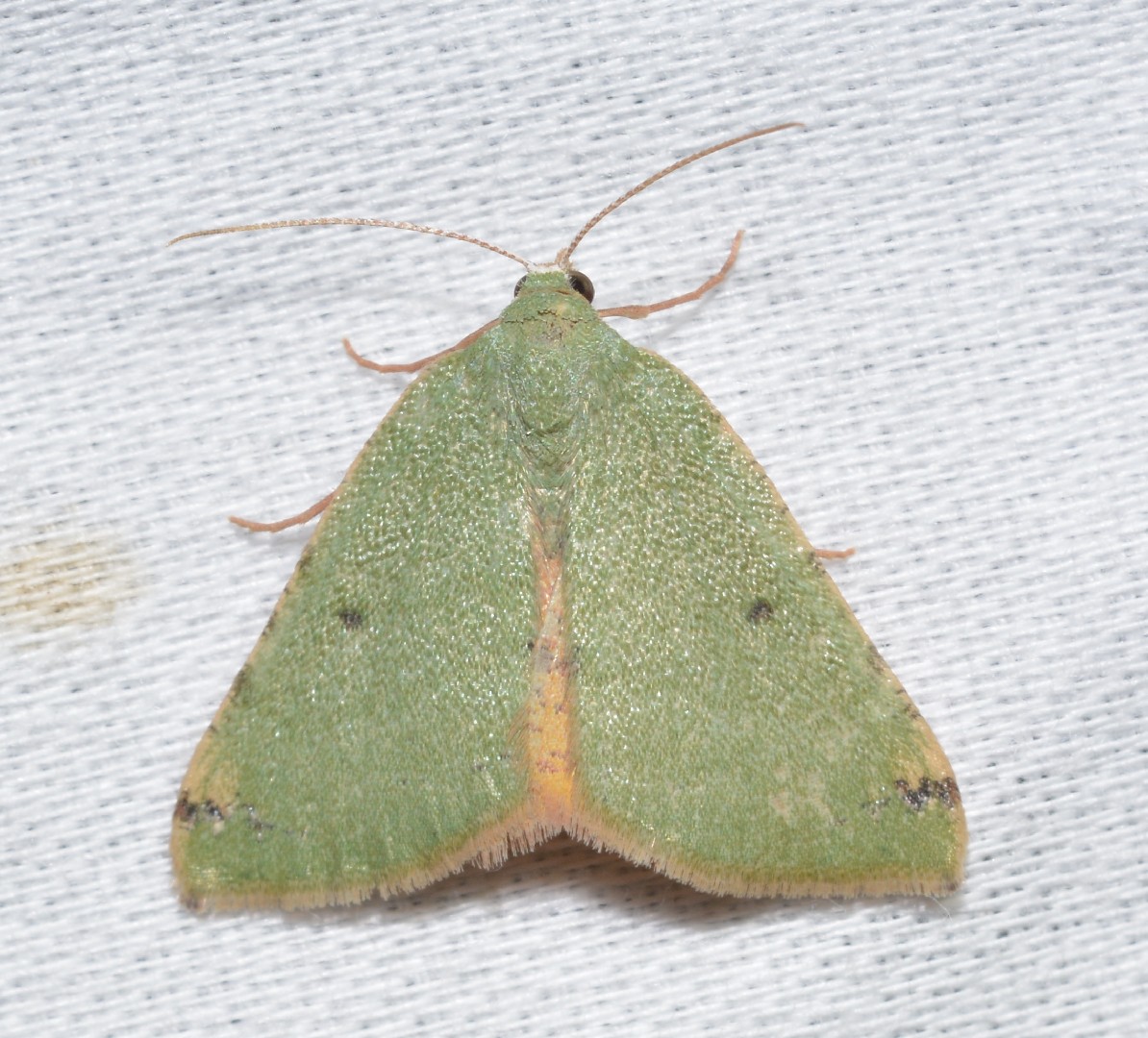 Chloraspilates (Chloraspilates)