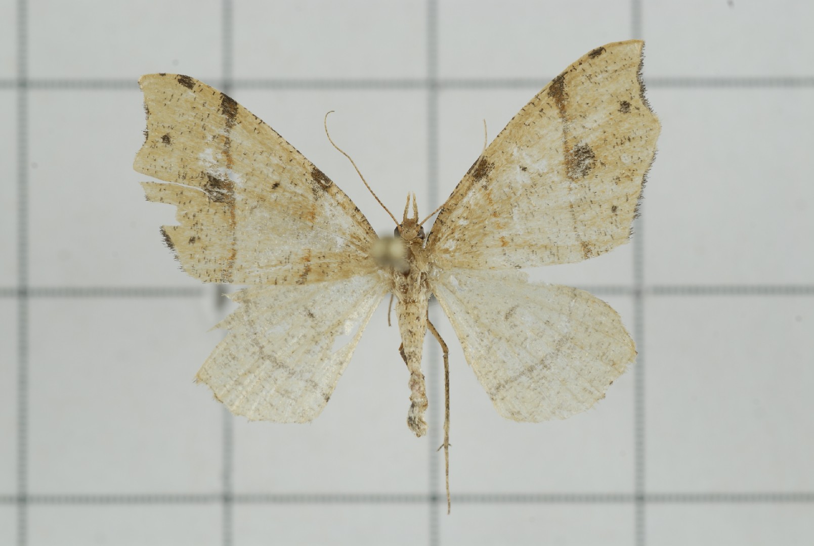 Lobogonia (Lobogonia)