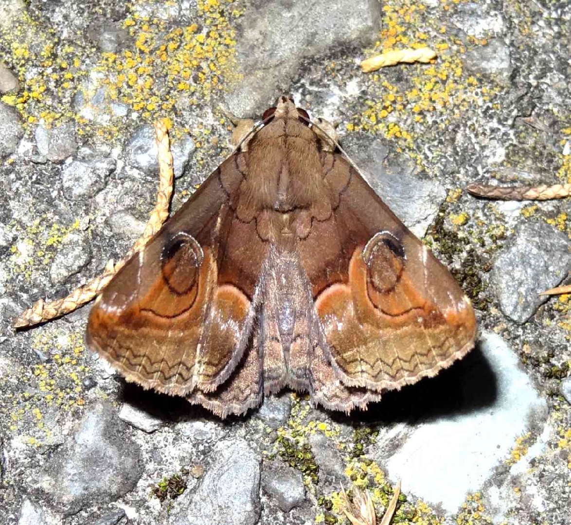 Ommatophora (Ommatophora)