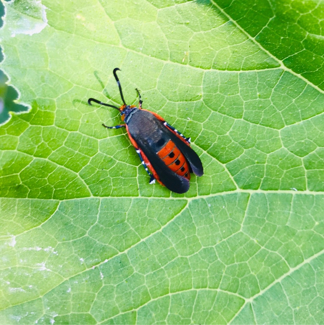 Vine borers (Melittia)