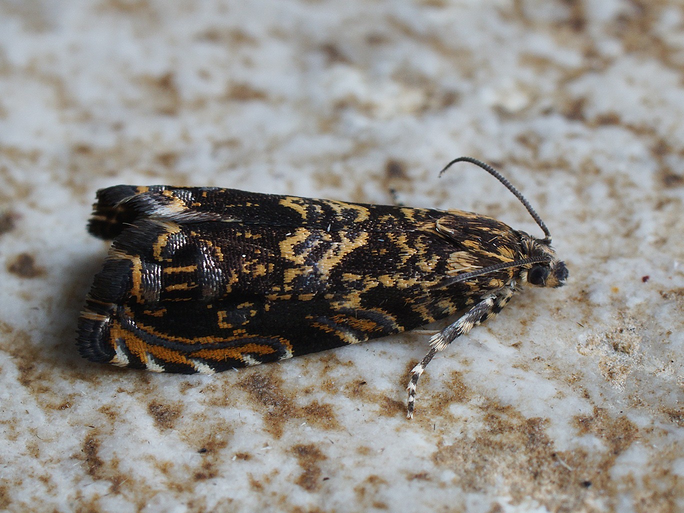 Enarmonia (Enarmonia)