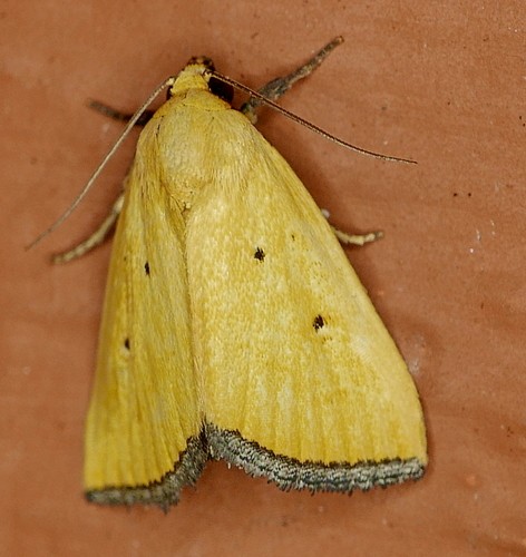 Black-bordered lemon