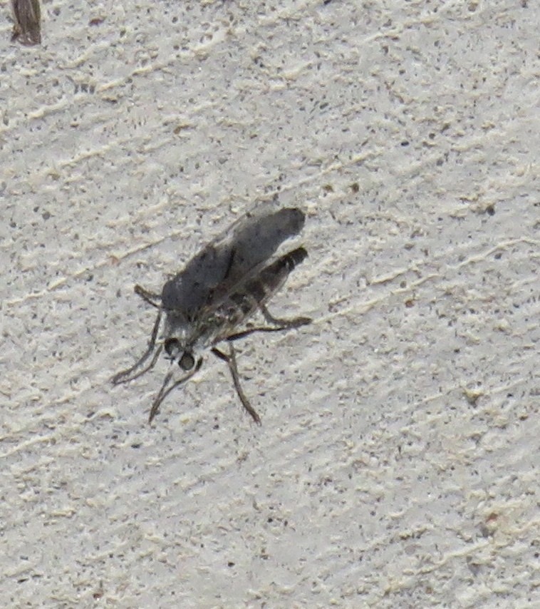 Lestomyia (Lestomyia)