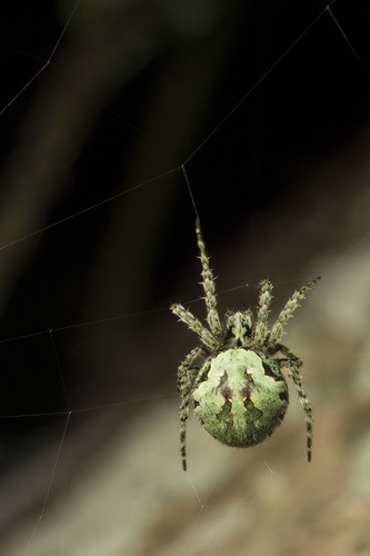 Cryptic orbweavers (Cryptaranea)