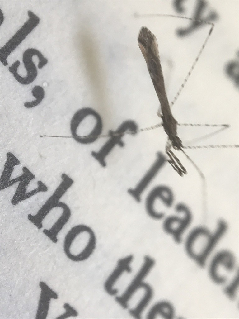 Empicoris (Empicoris)