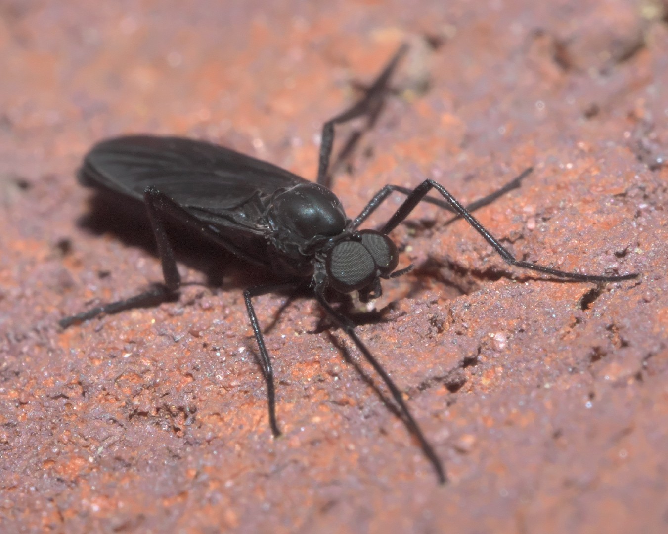 Plecia nearctica (Plecia nearctica) - Picture Insect