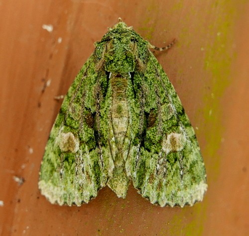 Phosphila (Phosphila)