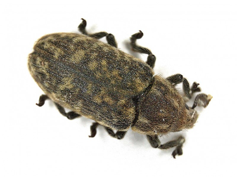Rhinocyllus (Rhinocyllus)