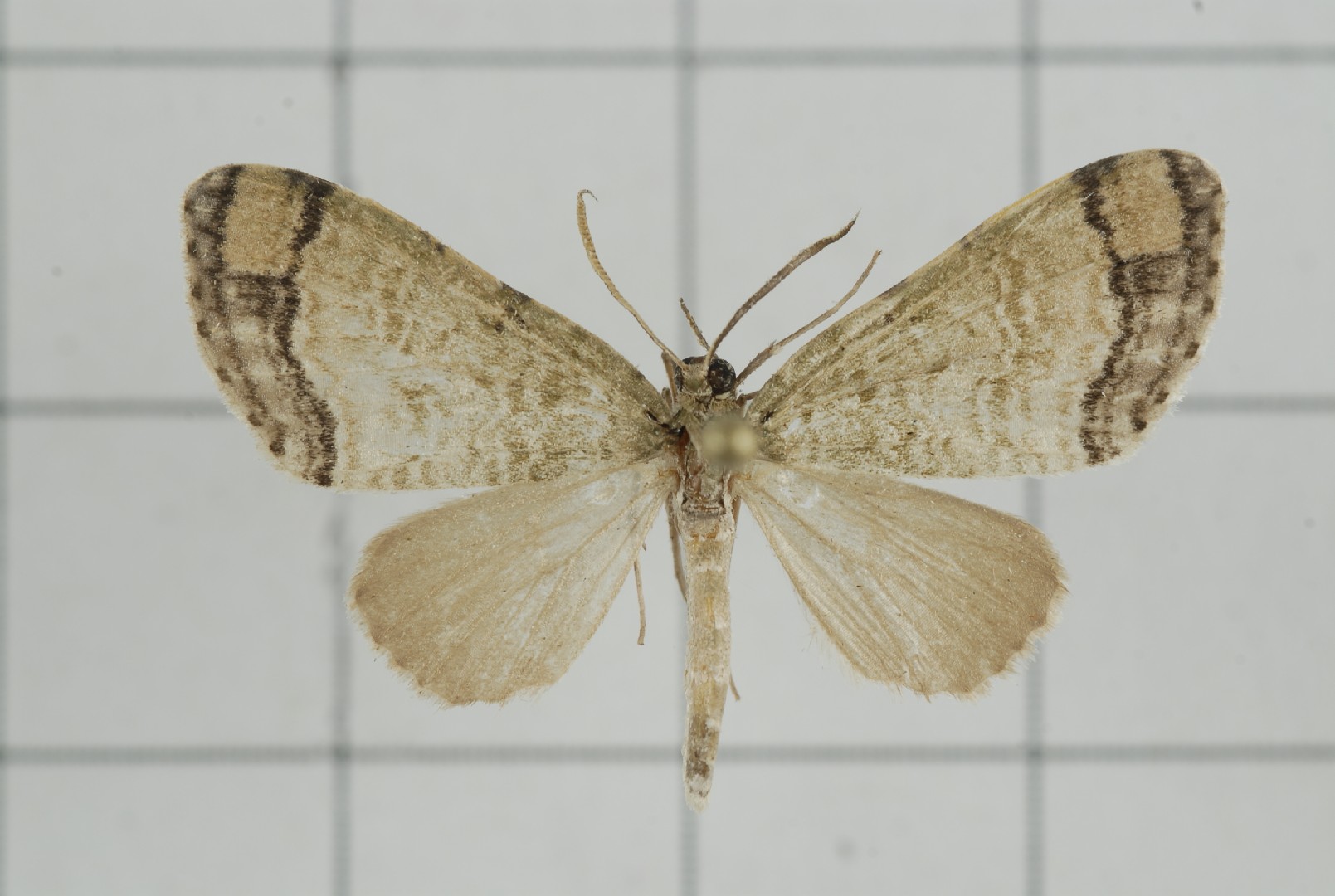 Episteira (Episteira)