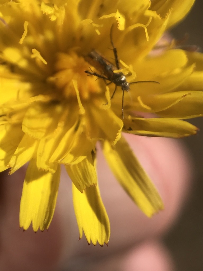 Heliodinidae (Heliodinidae)