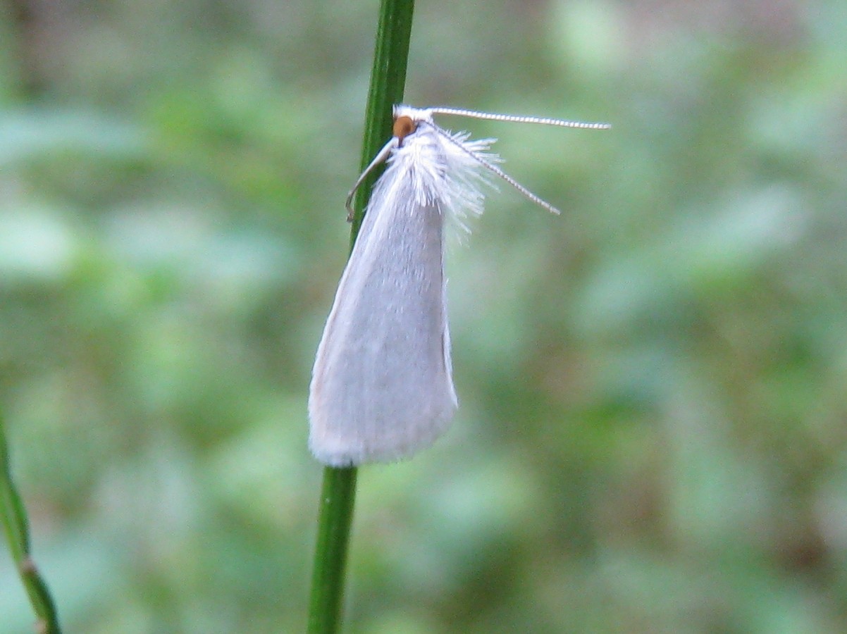 Tipanaea (Tipanaea)