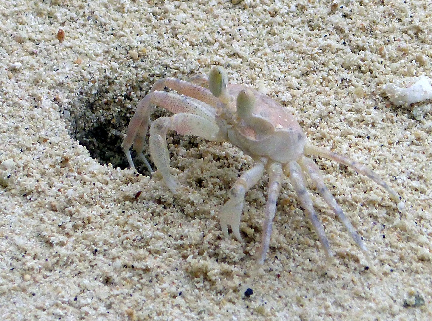 Pallid ghost crab