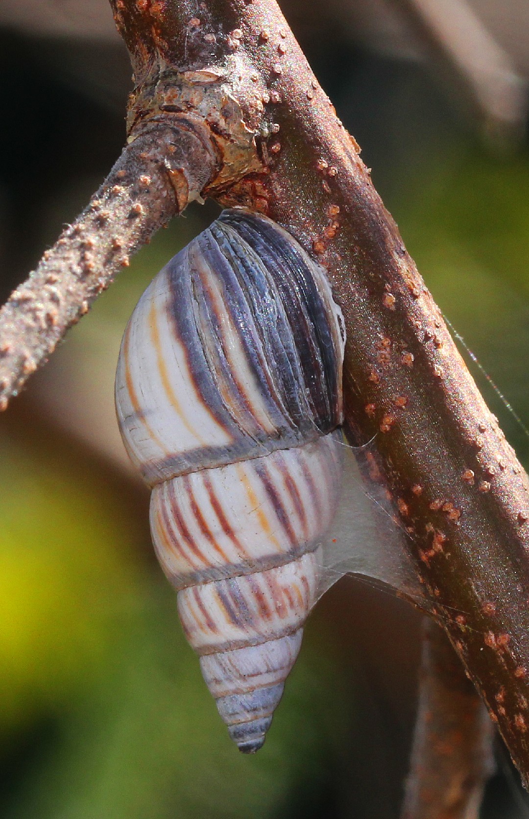 Caracoles terrestres (Drymaeus)