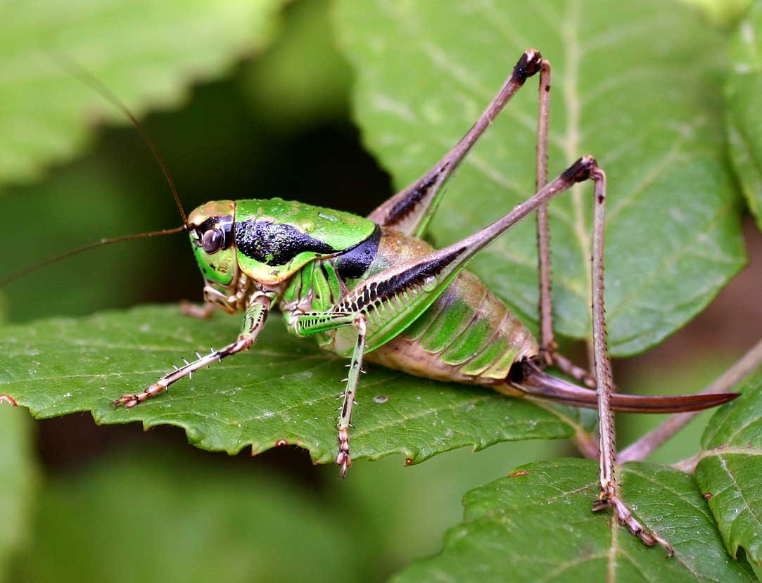 Chabrier's bush-cricket How to identify it? - Picture Insect