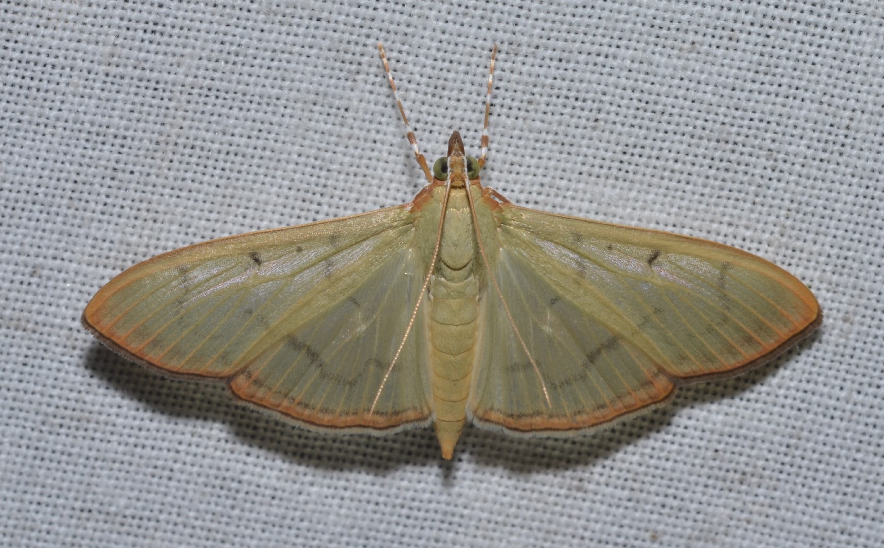 Condylorrhiza (Condylorrhiza)