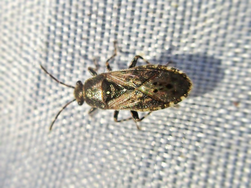 Heterogaster (Heterogaster)