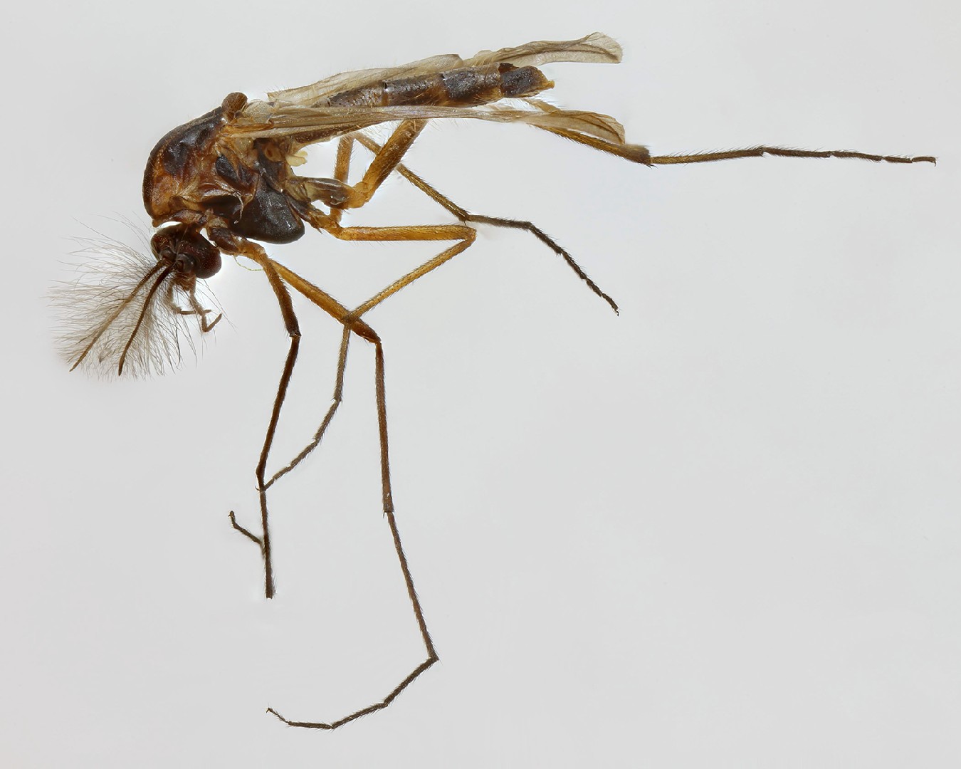 Prodiamesa (Prodiamesa)