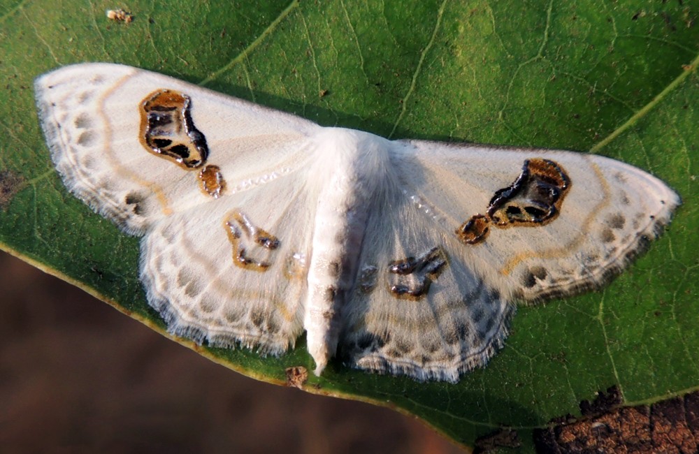 Problepsis (Problepsis)