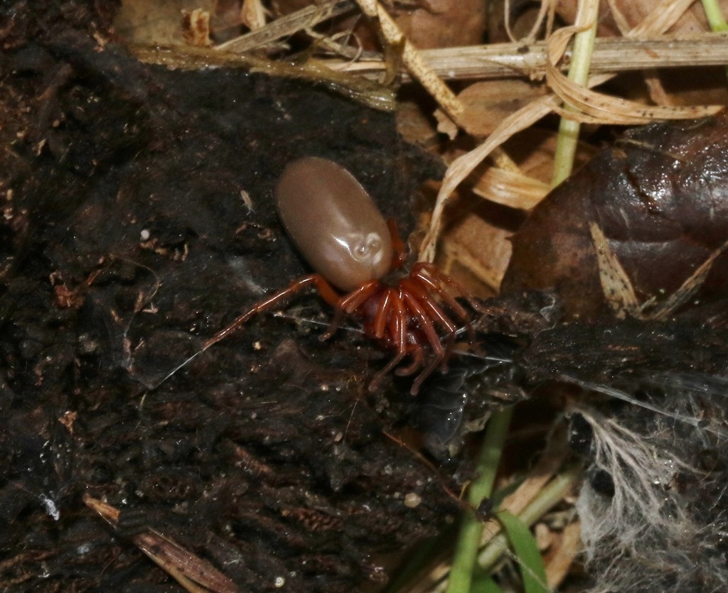 Dysdera crocata (Dysdera crocata) - Picture Insect