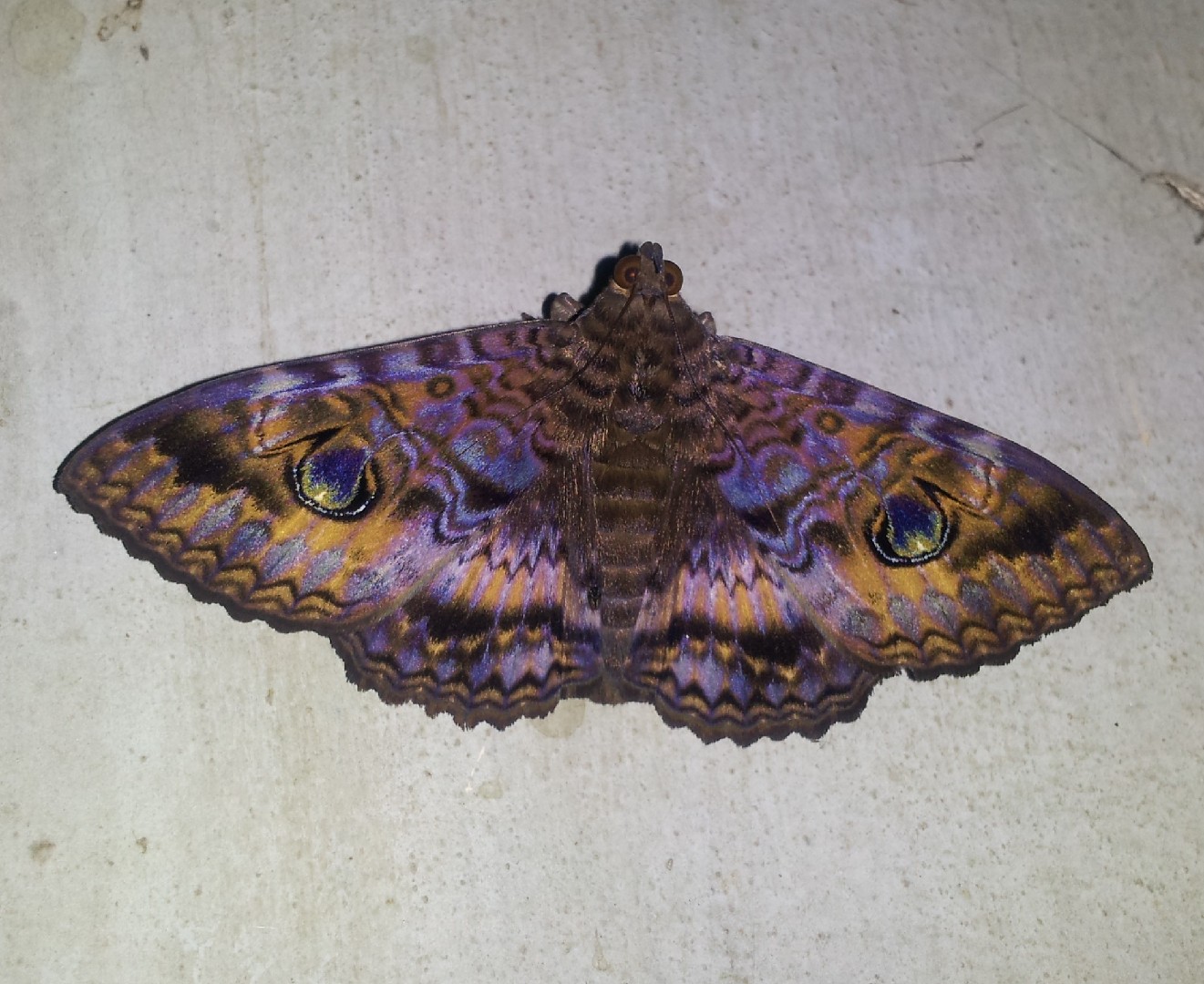 Craspedophorus (Craspedophorus)