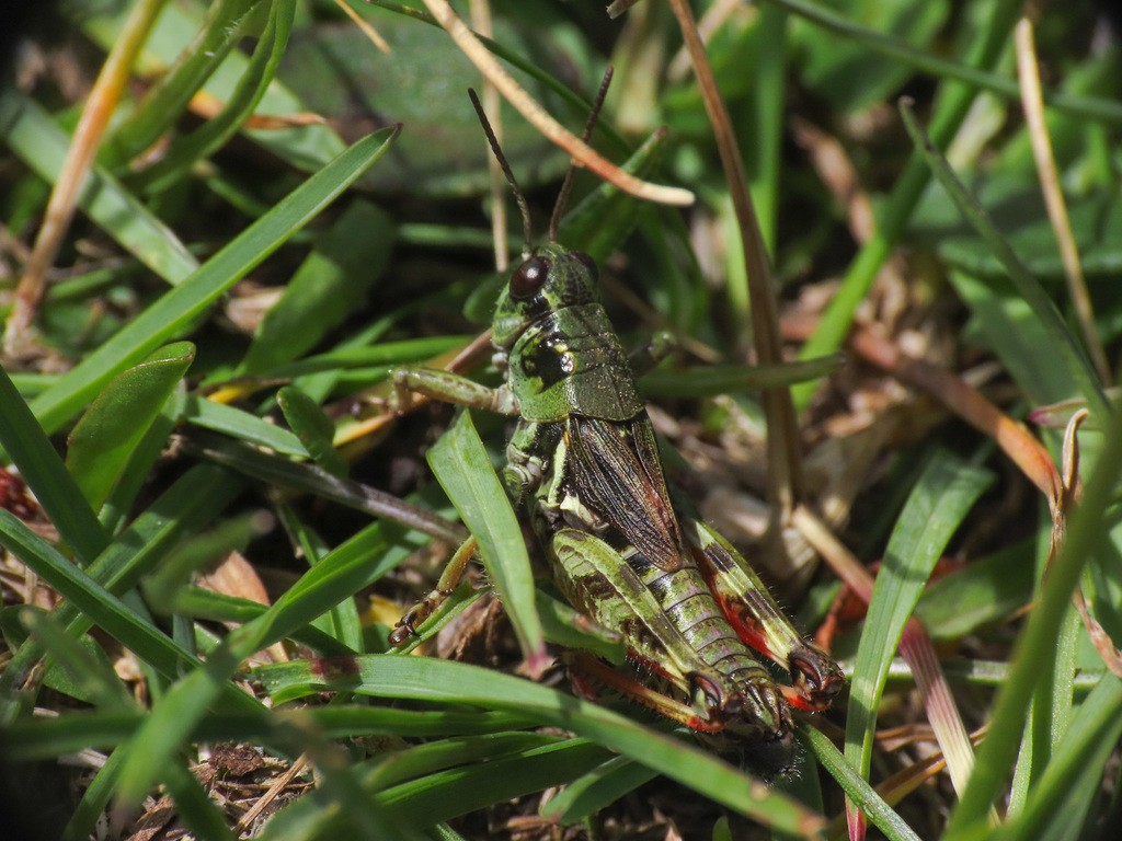 Bohemanella (Bohemanella)