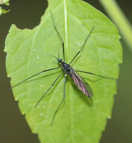 Gnophomyia (Gnophomyia)