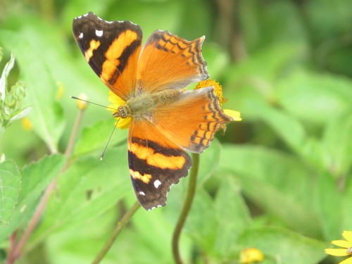 Hypanartia bella