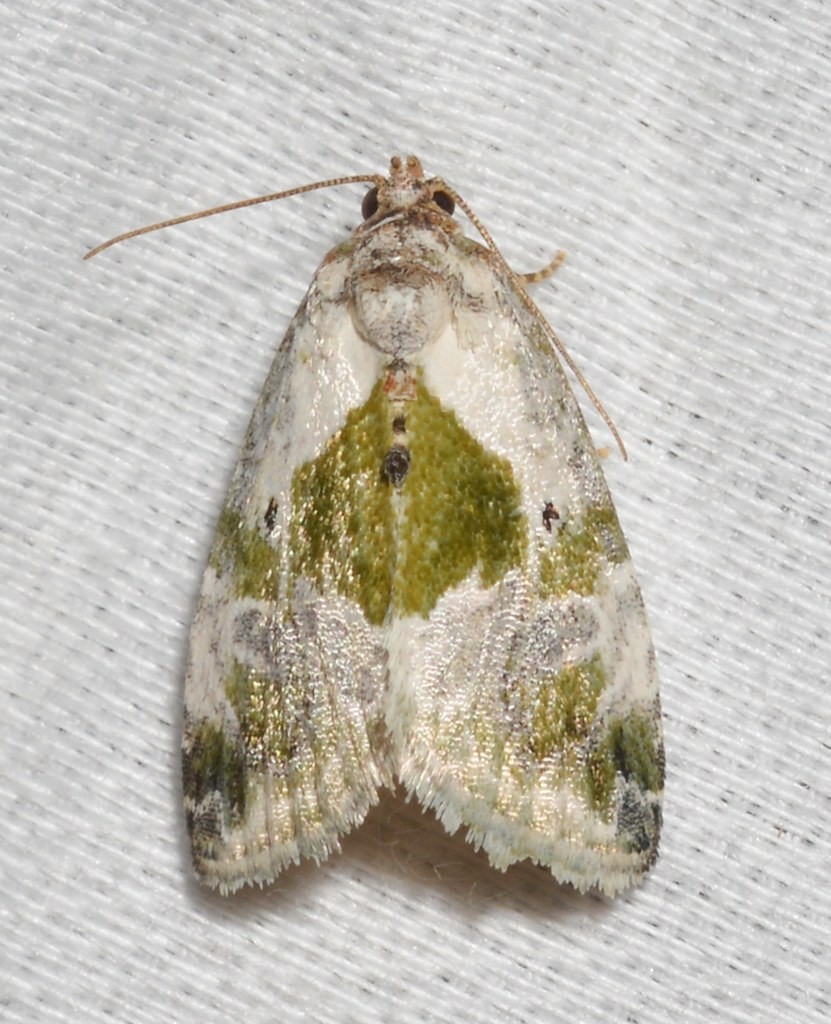 Lithacodia synochitis