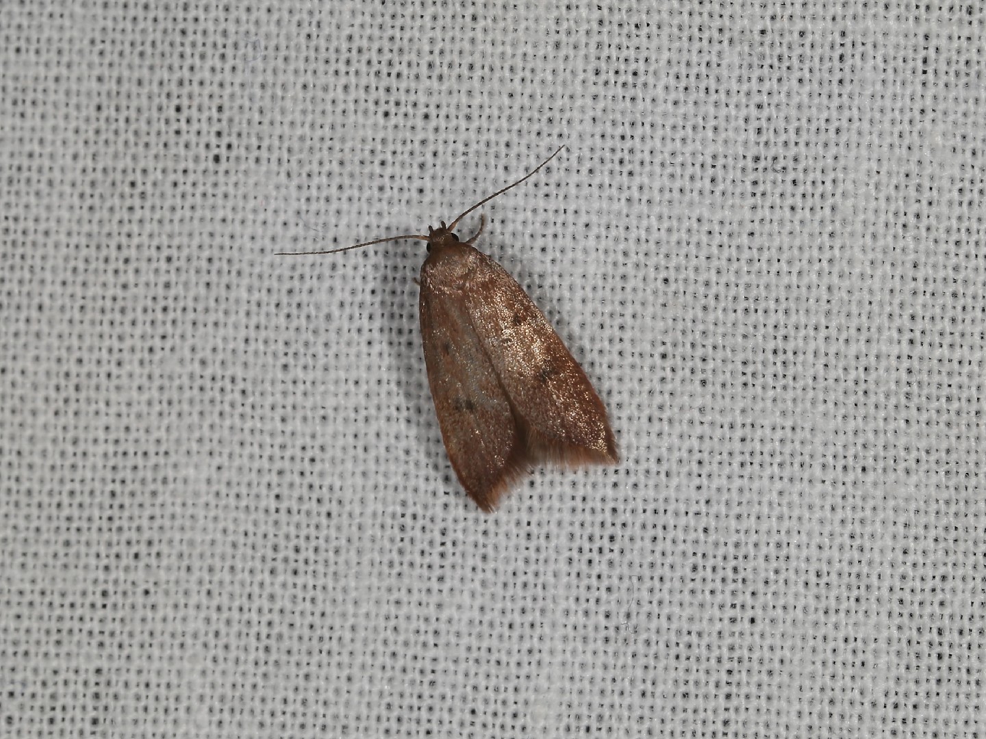 Tachystola (Tachystola)