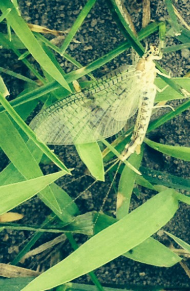 Ephemera varia (Ephemera varia) - Picture Insect