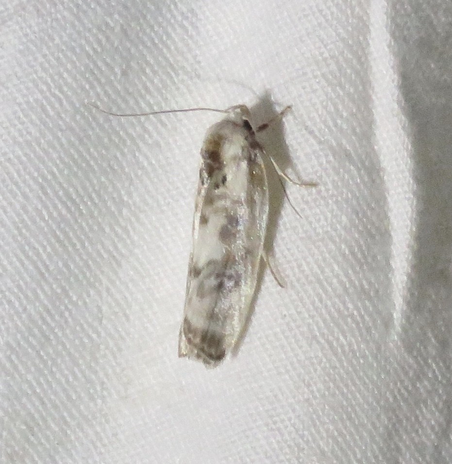 Antaeotricha (Antaeotricha)