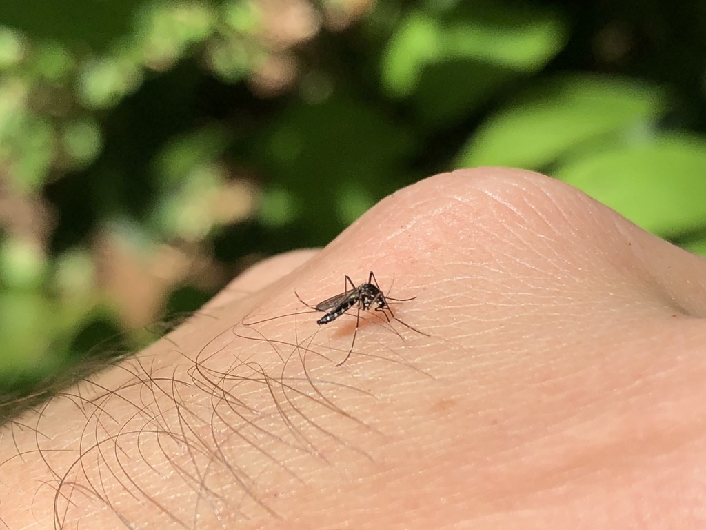 Aedes albopictus (Aedes albopictus) - Picture Insect