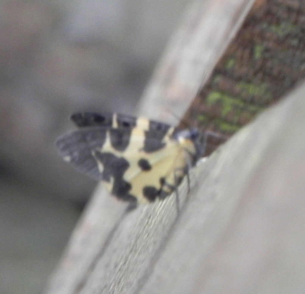 Pantherodes (Pantherodes)